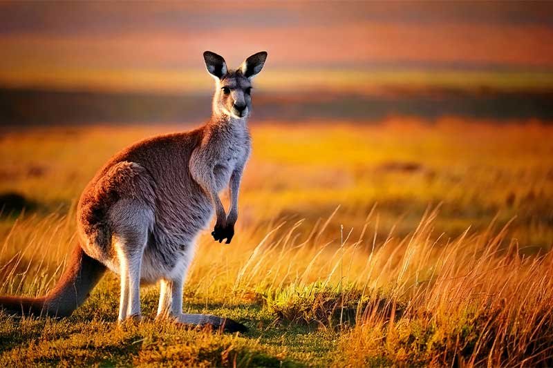 Como tirar visto australiano de turismo